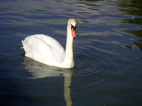 swan, River Thames