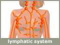 lymphatic system