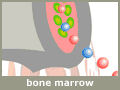 bone marrow transplantation