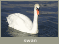 swan, River Thames